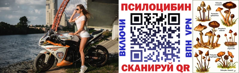 где найти   Ревда  Псилоцибиновые грибы Cubensis 